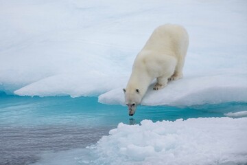 Naklejka na ściany i meble Polar bear smelling for seals on ice floe