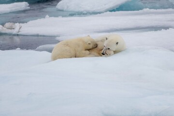 Obraz na płótnie Canvas Nursing polar bear cub on ice