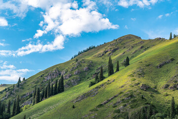 forest & grassland scenery in Xinjiang China
