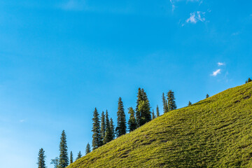 forest & grassland scenery in Xinjiang China