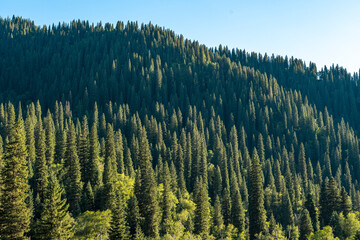 forest & grassland scenery in Xinjiang China