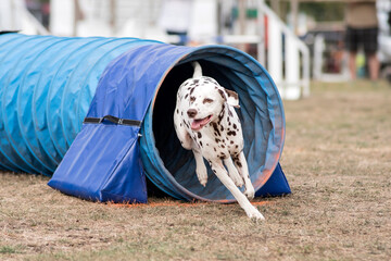 dalmatien en agility