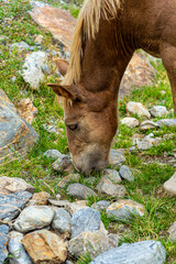 Horse in the andorra's mountains
