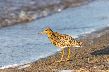 Male Ruff (bird) in breeding plumage stands on the shore of the lake
