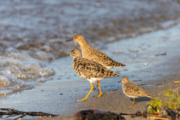 Female Ruff (bird)  stands on the shore of the lake