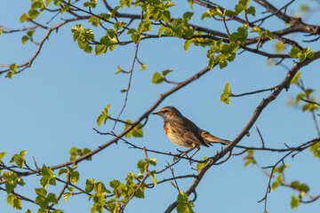 Male Bluethroat sitting on a tree branch
