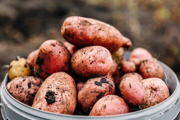 Organic homemade vegetables are harvested potatoes. Selective focus.