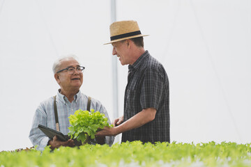 adult farming asian  care agricultural business.farm farmer agriculture food fresh garden gardener gardening green greenhouse.Growing Hydroponic Lettuce.