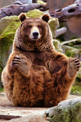 funny bear sitting while staring straight ahead