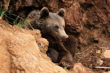 young brown bear coming out of a cave