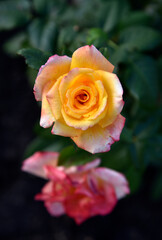 A large yellow rose flower in the summer garden during the day. Beautiful yellow-red rose close-up.