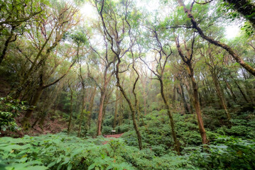 Big trees in the mountain evergreen forrest, cool weather all year round, which is a tourist attraction on Doi inthanon, Thailand