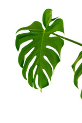 green leaf of monstera deliciosa tropical plant isolated on transparent background. Houseplants from tropical, palm tree.