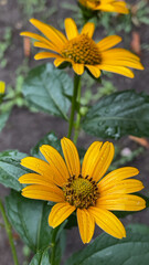 yellow flowers in the garden