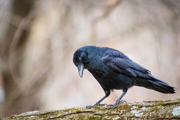 crow on a branch