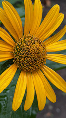 close up of yellow flower