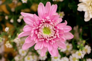 Chrysanthemums, sometimes called mums or chrysanths, are flowering plants of the genus...