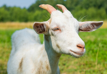 white goat in sunny summer day, close up