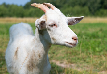 white goat in sunny summer day, close up
