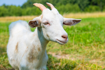 Obraz premium white goat in sunny summer day, close up
