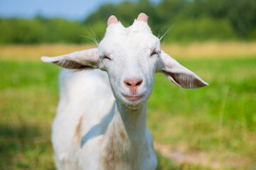 white goat in sunny summer day, close up