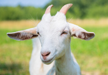 white goat in sunny summer day, close up