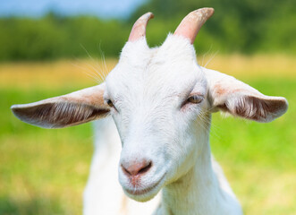 Obraz premium white goat in sunny summer day, close up