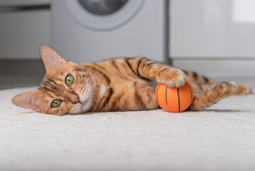 Bengal cat plays with a ball on the floor.