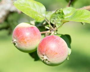 Two apples on apple-tree branche in summer day