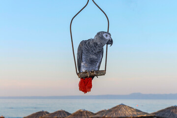 Parrot on a swing  © Milan