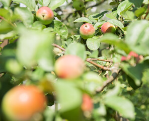 Apples on apple-tree branches in summer day