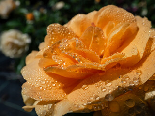Close-up of golden yellow rose 'Goldtopas' (Gold Topaz) covered with water droplets. Rose with dark green leaves and clusters of double, yellow flowers
