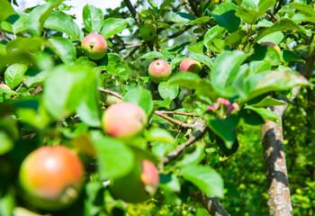 Red apples on apple-tree branches in summer day