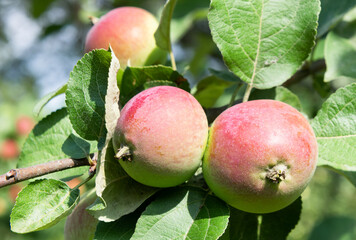 Apples on apple-tree branches in summer day