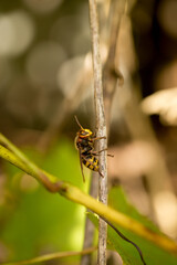 Large hornet on a grape leaf, bright sun