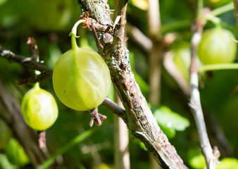 Gooseberries on a branch, close-up. Sunny summer day