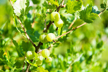Gooseberries on a branch, close-up. Sunny summer day