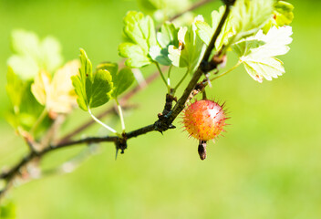 gooseberry on a branch, close-up
