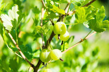 Green gooseberries on a branch, close-up. Sunny summer day