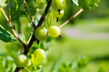 Gooseberries on a branch, close-up. Sunny summer day