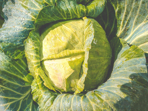 Cabbage close-up with large leaves