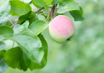 Apple on apple-tree branche in summer day