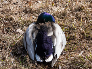 Close-up of adult, breeding male mallard or wild duck (Anas platyrhynchos) with a glossy...