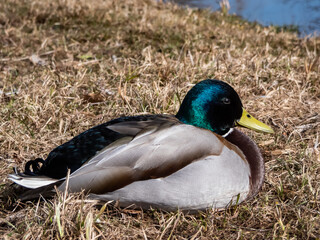 Close-up of adult, breeding male mallard or wild duck (Anas platyrhynchos) with a glossy bottle-green head and a white collar. Portrait of bird head and eye in sunlight