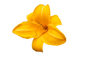 Flower of yellow lily, isolated on white background