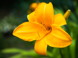 Obraz na płótnie Canvas Yellow lily flowers against green grass background, close up