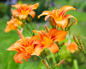 Orange lily flowers against green grass background, close up