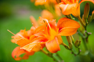 Obraz na płótnie Canvas Orange lily flowers against green grass background, close up