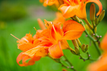 Orange lily flowers against green grass background, close up
