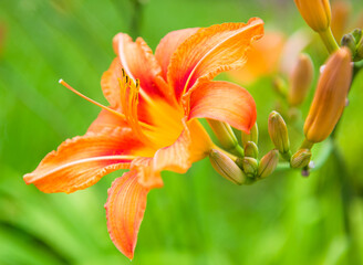 Fototapeta premium Orange lily flower against green grass background, close up